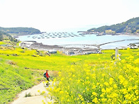 [신분증 지참] 노랑 유채 꽃길을 걷는 완도..