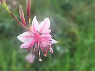 화순 금당산