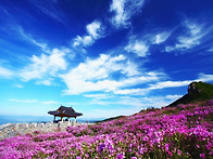 [황매산 & 감암산 버스 출..