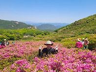 2026-05-10일 황매산 2