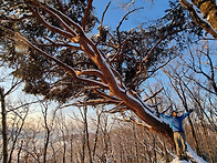 삼정마을 명품송을 찾아서..