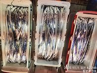 11월1일,통영서진호 14석..