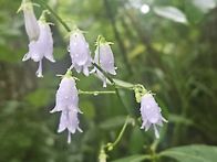 오대산 노인봉~3