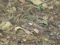 제393차 직소폭포 원암마을..