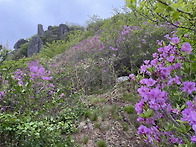 제암산의 철쭉
