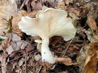 흰털깔때기버섯