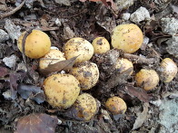 노란끈적버섯