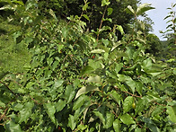 산방 오디주 보리수 주 담..