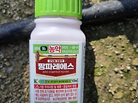 7.24.블루베리 약치고 제..