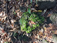 곶자왈도립공원의 이끼들 ..