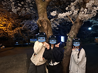 25년)벚꽃나들이