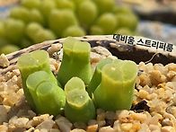 데비움스트리퍼룸