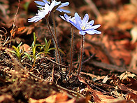 2026.4.4(토) 북한산 야생..