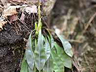 4월 4일(토) 북한산 야생..