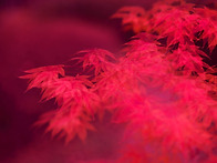 청라 호수공원에서 가을를..