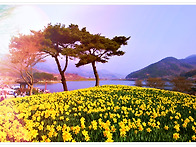 구례 수선화~산수유