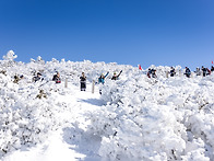 1월에 떠날 제주도 한라산..