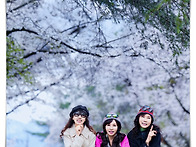 4월9일(목) 커튼처럼 흩날..