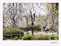 2026. 4. 13. 일산 호수..