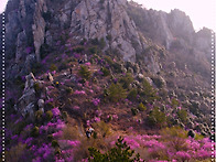 주작~덕룡 진달래 절정~