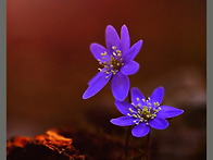 고대산 이쁜 아이들(청노루..