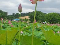 부여 서동 연꽃축..