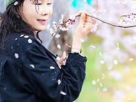 4월9일(목) 커튼처럼 흩날..