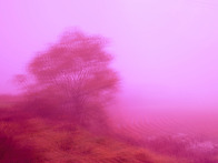 안개속 메타포레스트카페 ..