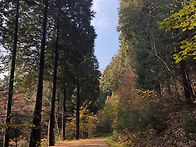 제123차 (장성) 축령산 정..