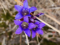 가지산 (배경)