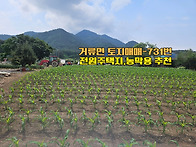 경남고성토지매매 / 거류면..