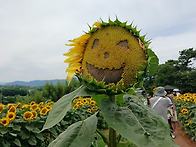 당신께 드리는 천..
