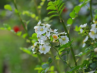 찔레꽃향기