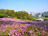 철쭉꽃 축제