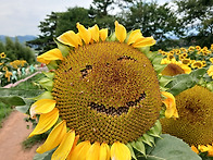 해바라기