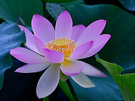t새로운 사람