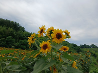 함안 해바라기 축제