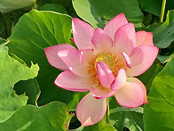어리석음