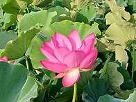 기억하라
