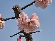 섬진강 매화꽃을 보셨는지..