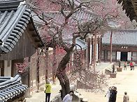 화엄사 홍매화 쌍계사 벗꽃..