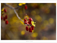 구례 산수유 마을