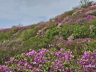 (5/17) 지리산바래봉철쭉(..