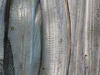 제주여행 2일차~~갈치만 ..