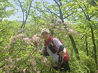 곰배령