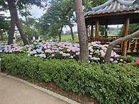 20250705-충남 서산 수국..