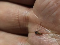 벌써 🦟 가 나..