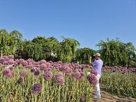 공주 유구(색동수국축제)