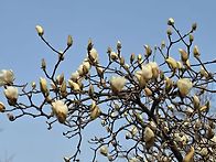 부평공원의 목련