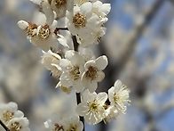 용답 매화길, 걸으며 찍으..